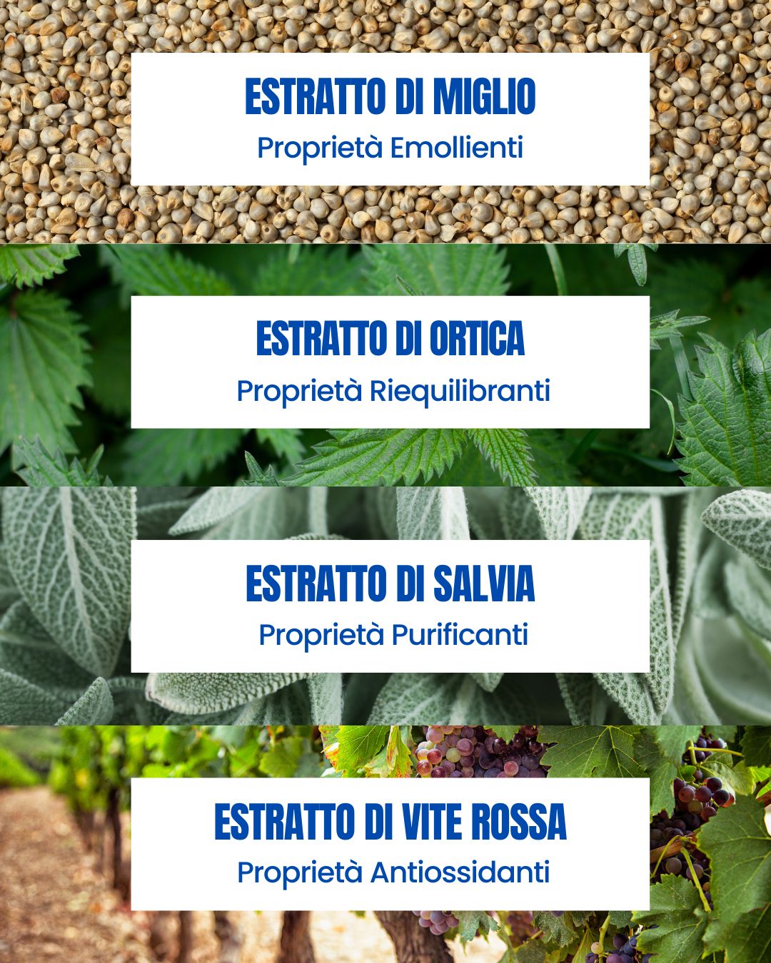 Attivi della linea Be Perfect Regrowth Essere Bio: estratti di miglio, ortica, salvia e vite rossa per cute e capelli