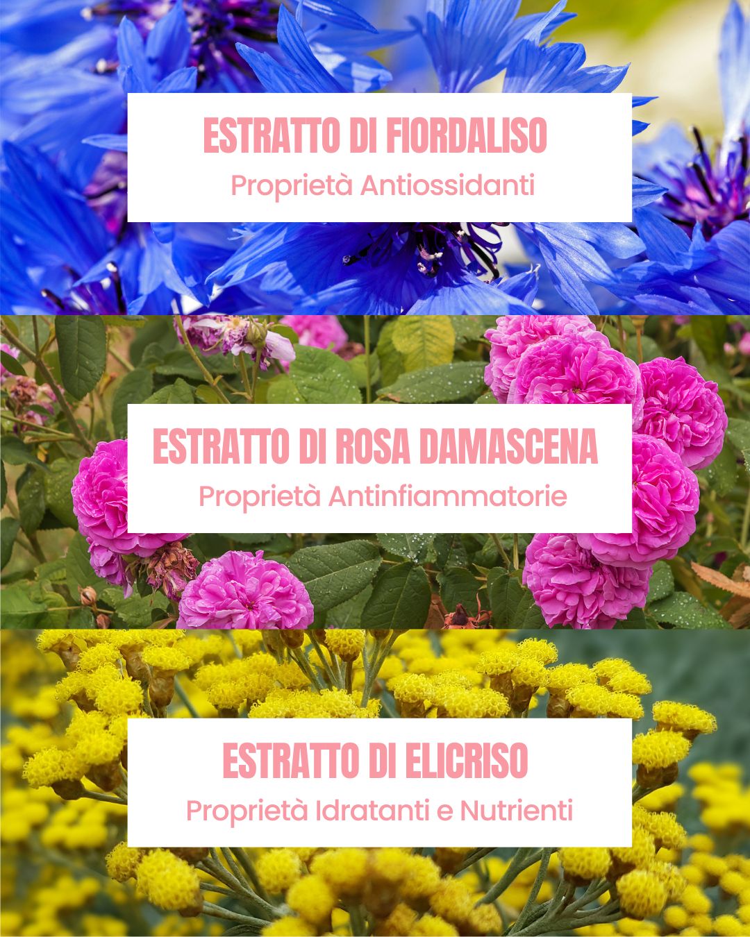 Botanical extracts in My Holy Water face mist: cornflower, damask rose and helichrysum – Essere Bio