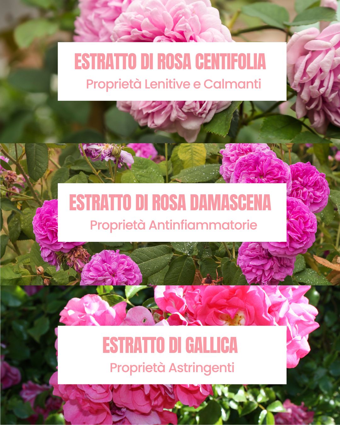 Rose Infusion actives by Essere Bio: soothing, toning centifolia, damask and gallica rose water