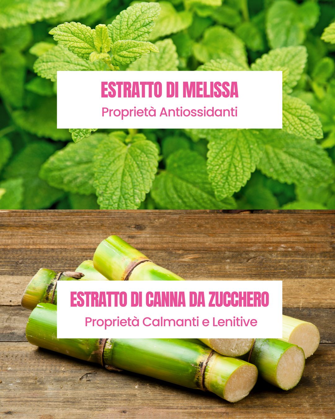 Attivi dello Scrub Mani Essere Bio: estratto di melissa antiossidante e canna da zucchero calmante e lenitiva