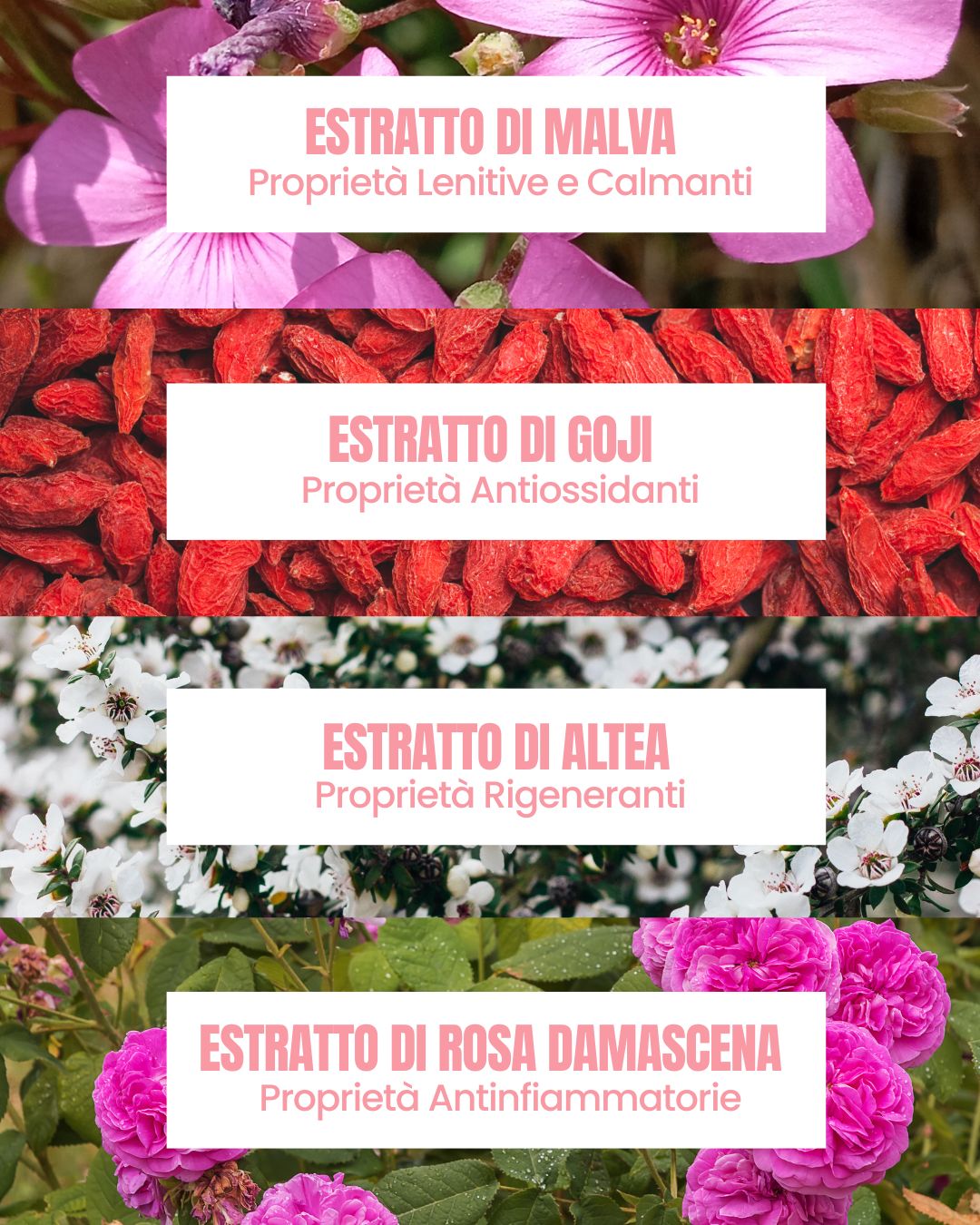 Attivi di Amazing Mask Essere Bio: estratti di malva, goji, altea e rosa damascena antiossidanti