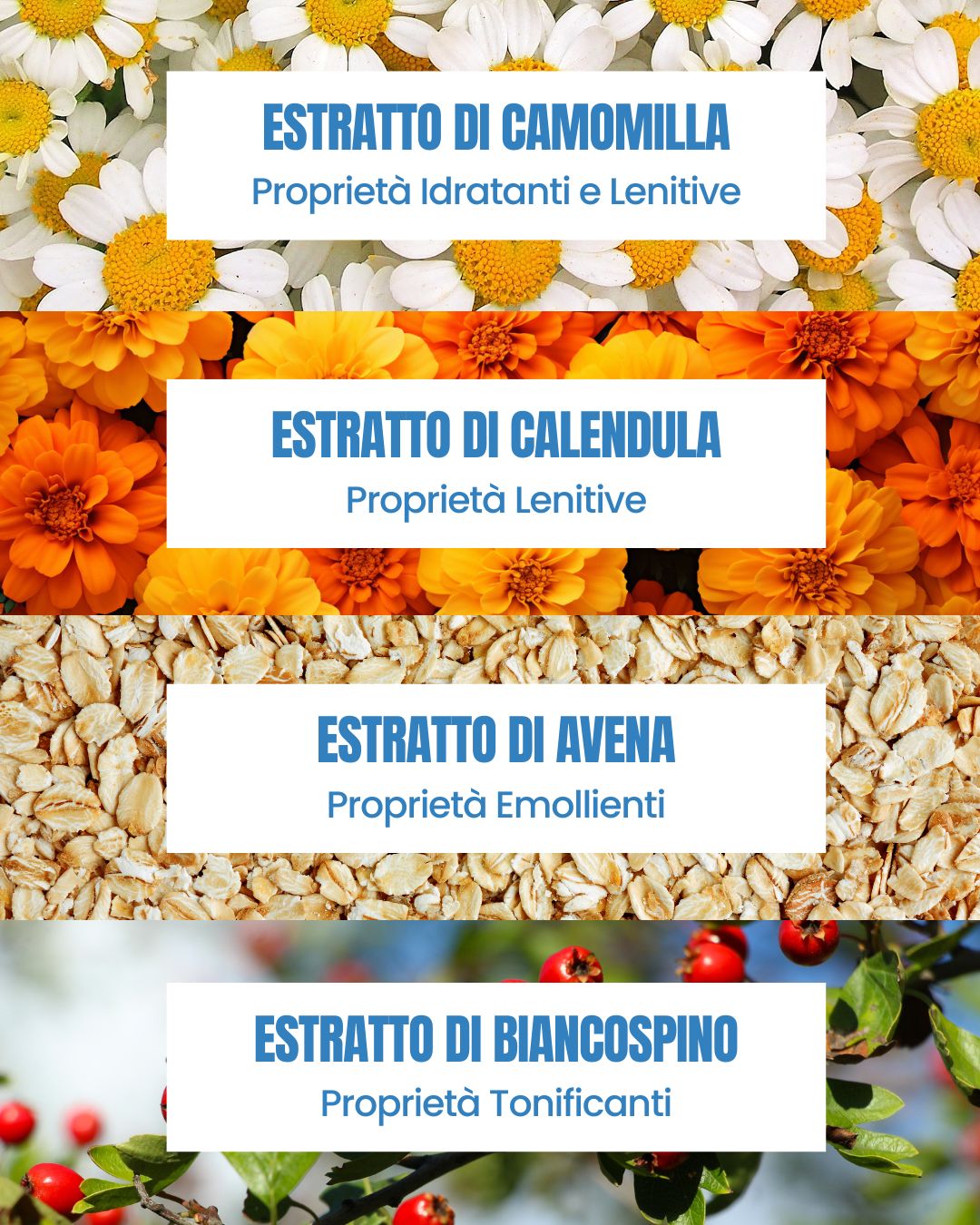 Attivi del Bagnodoccia Delicato Essere Bio: camomilla idratante, calendula lenitiva, avena emolliente e biancospino tonico