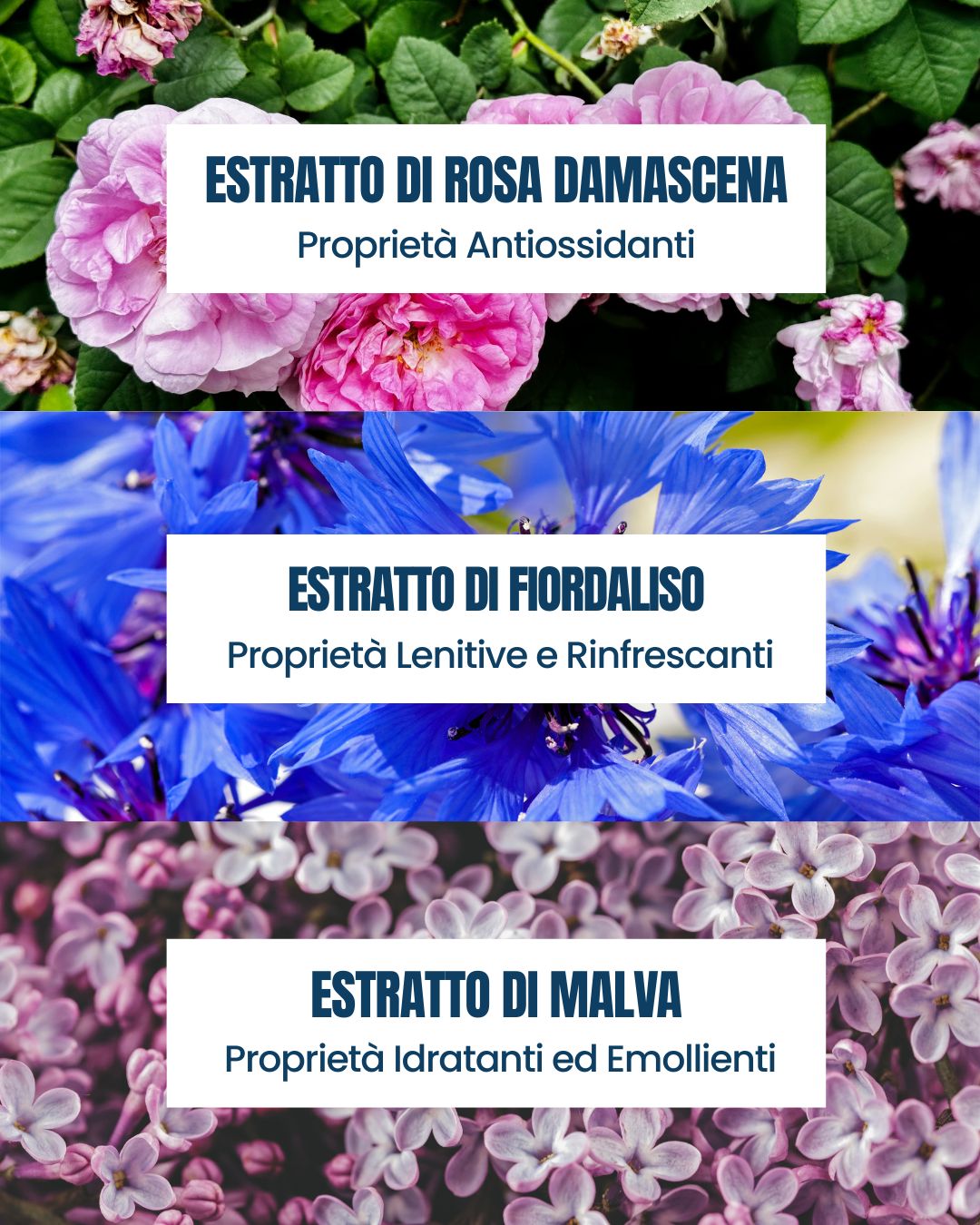 Attivi del Blue Ocean Marine Essere Bio: estratti di rosa damascena, fiordaliso e malva lenitivi e idratanti