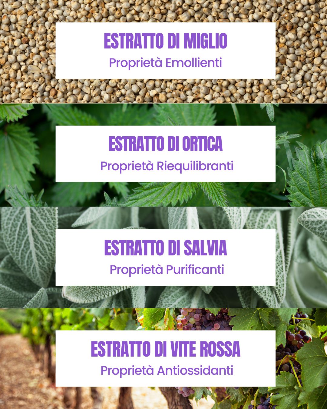 Attivi della linea Be Perfect Regrowth Essere Bio: estratti di miglio, ortica, salvia e vite rossa per cute e capelli