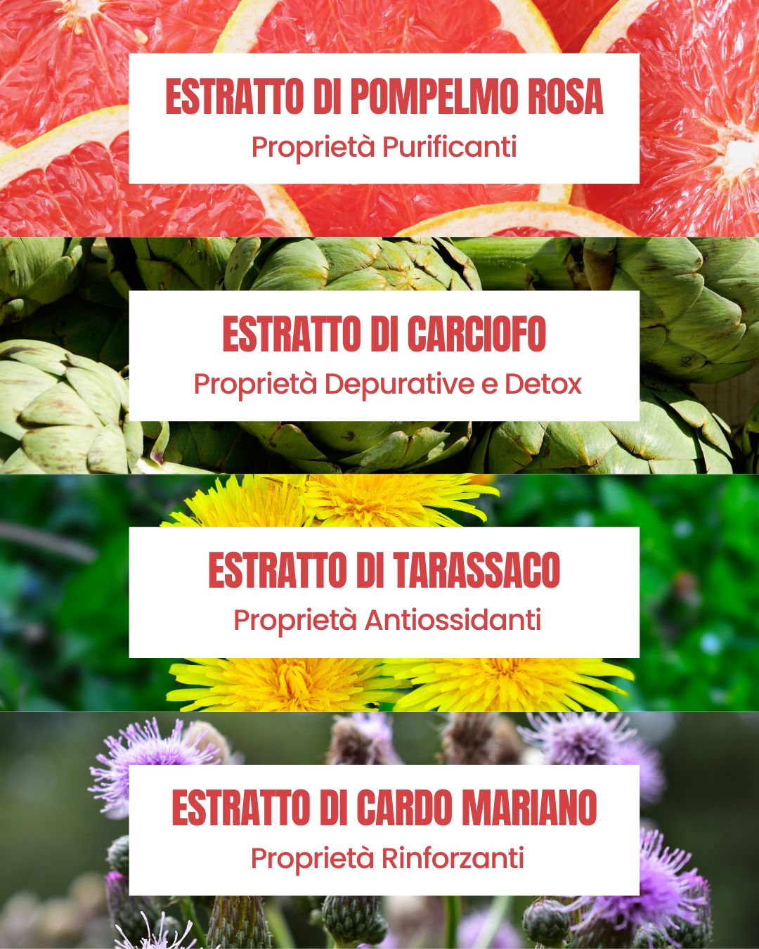 Attivi dello Shampoo Pompelmo Essere Bio: pompelmo rosa purificante, carciofo detox, tarassaco antiossidante e cardo mariano