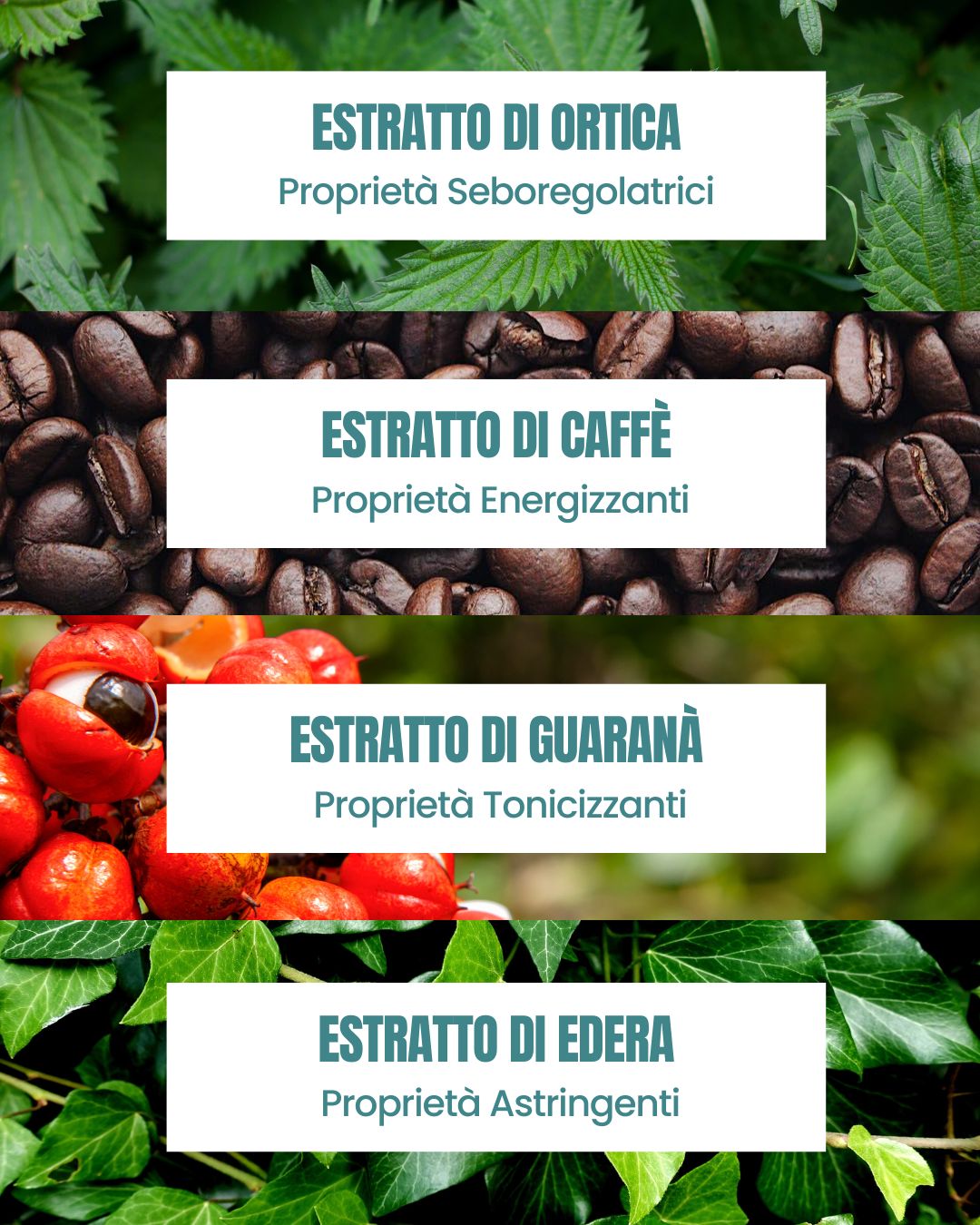 Attivi dello Shampoo Rigenerante Essere Bio: ortica seboregolatrice, caffè energizzante, guaranà tonico ed edera astringente
