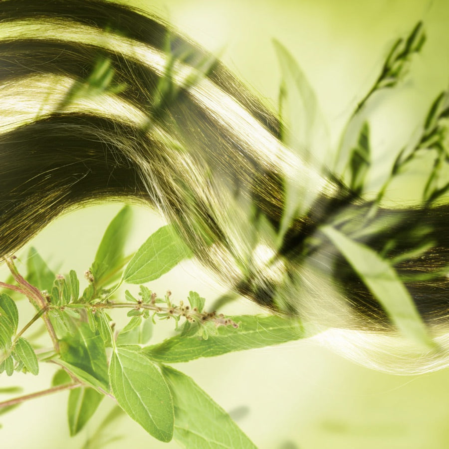 Plant extracts